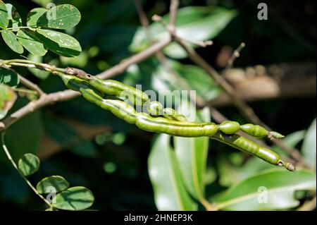 Cialde di semi verdi nella foresta pluviale tropicale Foto Stock