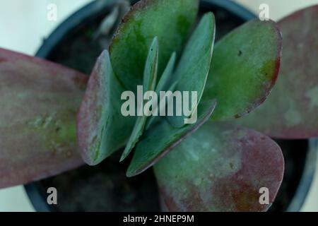 Kalanchoe Luciae Paddle pianta o frittella rossa Foto Stock