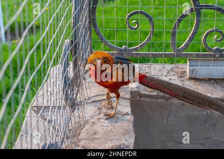 Il fagiano d'oro cammina nel giardino accanto al feeder. Uccello bello e luminoso con una lunga coda. Foto Stock