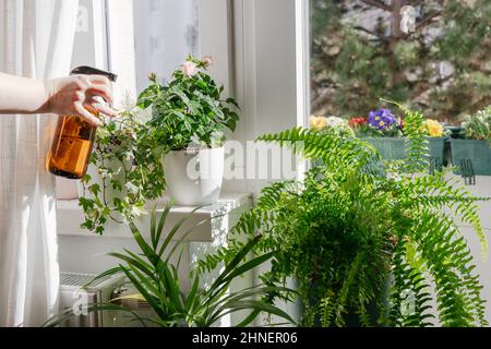 Donna che cura e annaffia piante verdi asciutte da interno. Giardinaggio domestico e concetto urbano della giungla Foto Stock