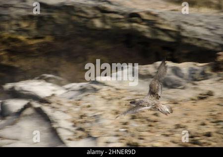 Calonectris borealis in volo per l'acqua di shearwater di giovanile Cory. Gran Canaria. Isole Canarie. Spagna. Foto Stock