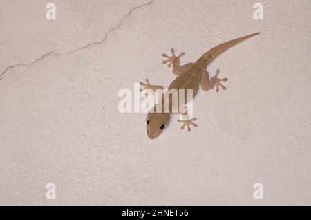 Il muro di Boettger gecko Tarentola boettgeri su un muro. Las Palmas de Gran Canaria. Gran Canaria. Isole Canarie. Spagna. Foto Stock