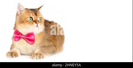 Gatto britannico shorthair in cravatta rosa di prua che giace in giù isolato su sfondo bianco Foto Stock