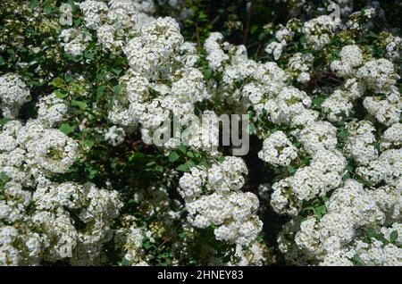 Natura texture di fiori bianchi in primavera Foto Stock