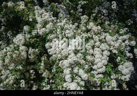 Natura texture di fiori bianchi in primavera Foto Stock