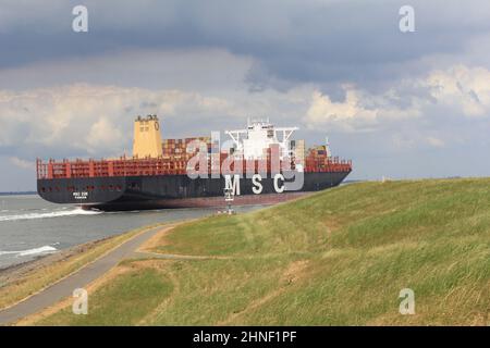 una grande nave container sta navigando attraverso il mare westerschelde dal mare del nord verso anversa con la grande parete di mare verde di fronte in estate Foto Stock