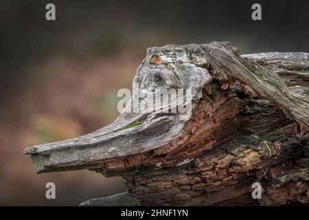 Vecchio stum dell'albero di marcio che assomiglia ad un animale con gli occhi Foto Stock