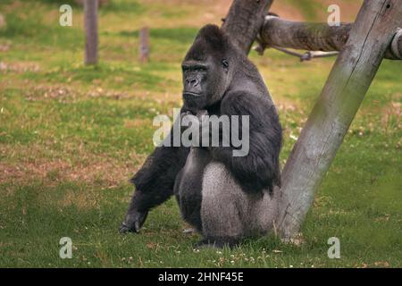 Gorilla di Silverback seduta sull'erba appoggiata su un albero. Ritratto integrale di gorilla in una fauna selvatica Foto Stock