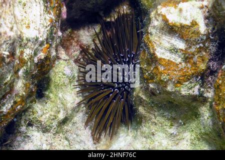 Un riccio di mare di matita ardesia (Eucidaris tribuloides) nel Mar Rosso, Egitto Foto Stock