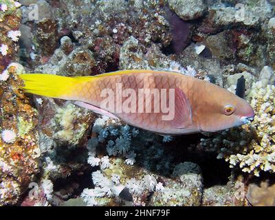 Parotfish Rusty femminile (Scarus ferrugineus) nel Mar Rosso Foto Stock