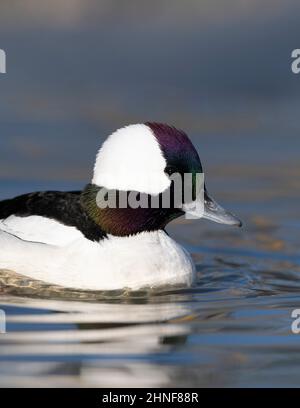 Anatre Bufflehead in inverno su un laghetto ghiacciato Foto Stock