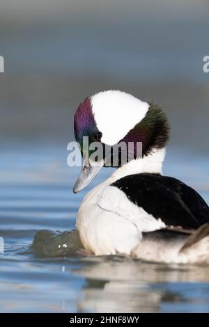 Anatre Bufflehead in inverno su un laghetto ghiacciato Foto Stock
