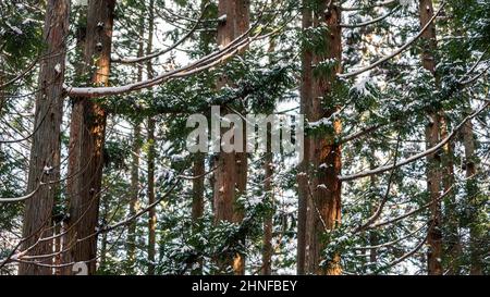 Vista del coperto con gelo neve. Magica foresta invernale. Bellissimo paesaggio naturale al Jigokudani nella Prefettura di Nagano del Giappone, a f Foto Stock