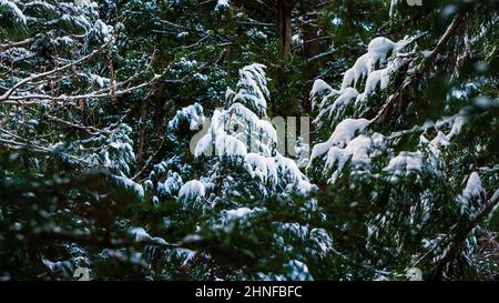 Pinete ricoperte di neve in una giornata di gelate in un bellissimo panorama invernale. Winterly vista al Jigokudani nella Prefettura di Nagano del Giappone, un famoso s Foto Stock