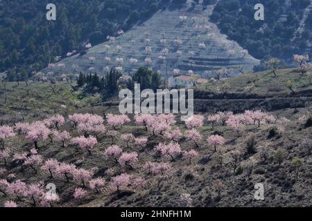 Piantagioni di mandorli in fiore sul pendio, piantagioni di mandorle in fiore, Velez Rubio, Andalusia, Spagna, Espana Foto Stock