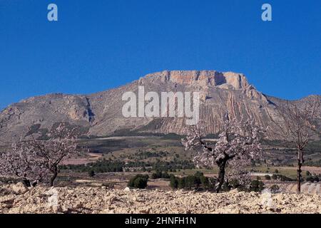 Mandorli in fiore, dietro la montagna la Muela vicino a Velez Rubio, Andalusia, Spagna Foto Stock