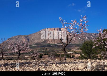 Mandorli in fiore, dietro la montagna la Muela vicino a Velez Rubio, Andalusia, Spagna Foto Stock