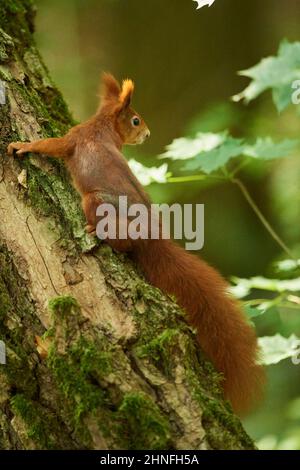 Scoiattolo rosso eurasiatico (Sciurus vulgaris), prigioniero, Germania Foto Stock