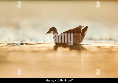 Comune moorhen (Gallinula chloropus) nuoto in acqua al tramonto, Parc Naturel Regional de Camargue, Francia Foto Stock