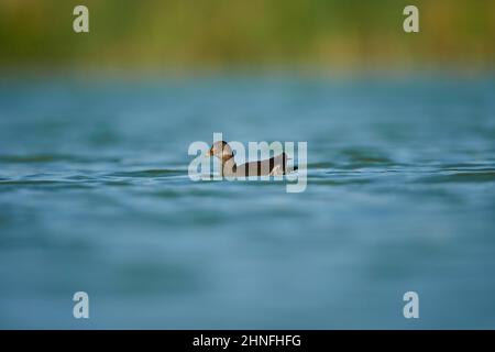 Comune moorhen (Gallinula chloropus) nuoto in acqua, Parc Naturel Regional de Camargue, Francia Foto Stock