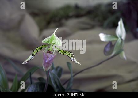 Belle marcature del paphiopedilum sukhakulii o Lady Slipper orchidea Foto Stock