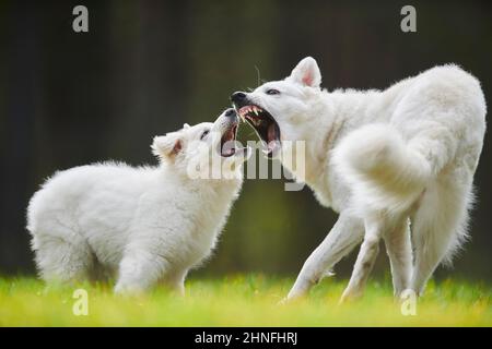 White Swiss Shepherd Dog (Berger Blanc Suisse) madre con il suo cucciolo, Baviera, Germania Foto Stock