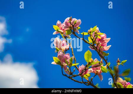 Fiore in fiore di magnolia albero con cielo blu sullo sfondo. Foto Stock