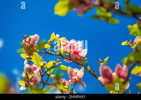 Fiore in fiore di magnolia albero con cielo blu sullo sfondo. Foto Stock