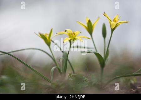 Stella gialla di betlemme (Gagea lutea), Renania settentrionale-Vestfalia, Germania Foto Stock