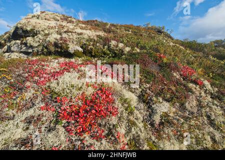 Kinnikinnick (Arctostaphylos uva-ursi) e renne lichen (Cladonia rangiferina) in montagna, Dovrefjell-Sundalsfjella Parco Nazionale, Norvegia Foto Stock