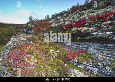 Kinnikinnick (Arctostaphylos uva-ursi) e renne lichen (Cladonia rangiferina) in montagna, Dovrefjell-Sundalsfjella Parco Nazionale, Norvegia Foto Stock