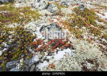 Betulla nana (Betula nana), crowberry (Empetrum nigrum) e renna lichen (Cladonia rangiferina) in montagna, Dovrefjell-Sundalsfjella National Foto Stock