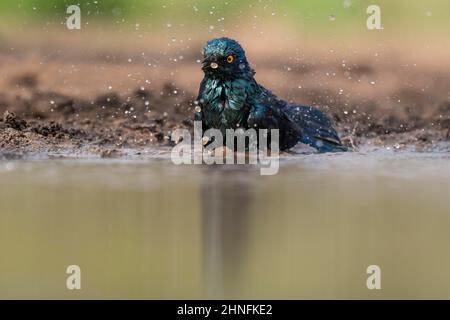 Cape Starling (Lamprotornis nitens) bagni. Zimanga Game Reserve, KwaZulu Natal, Sudafrica Foto Stock