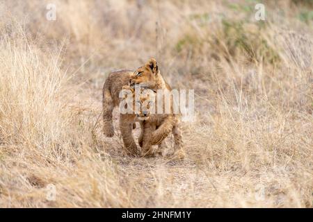 Lion (Panthera leo) Cubs che corrono giocosamente attraverso la zona, la Riserva di gioco di Londolozi, Sudafrica Foto Stock