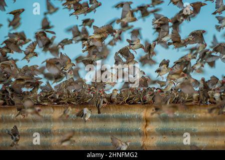 Un mega gregge di quelea con fattura rossa (quelea quelea), si riuniscono in un serbatoio d'acqua, il Parco Nazionale Etosha, Namibia Foto Stock