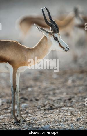 Springboks (Antidorcas marsupialis), maschio e femmina, in piedi in acqua, bere, Parco Nazionale di Etosha, Namibia Foto Stock