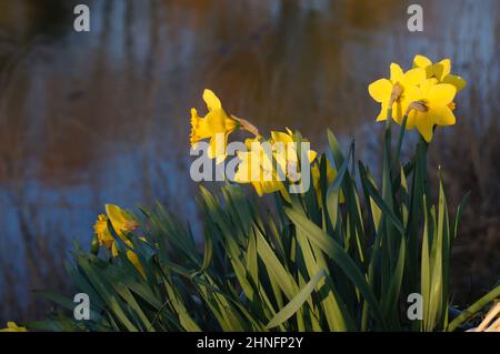 Narcisi Narcissus pseudonarcissus che fioriscono in erba lunga con fondo d'acqua morbido e concentrato Foto Stock