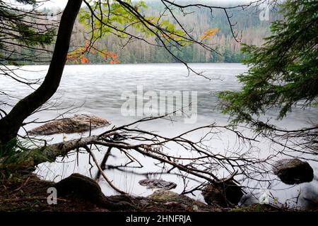 Cerne jezero, Lago Nero, Foresta Boema, Plzensky kraj, Repubblica Ceca Foto Stock