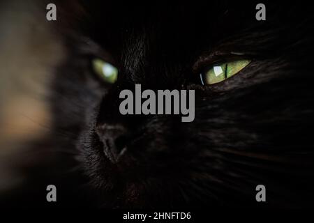 Ritratto nero del gatto closeup con occhi dorati e capelli al buio Foto Stock