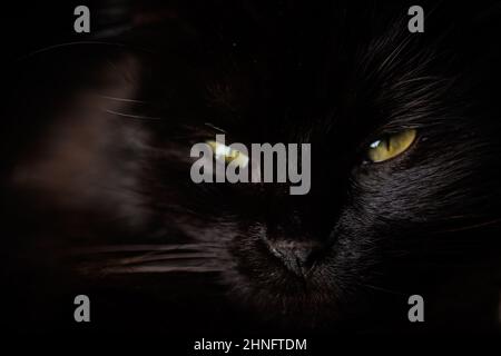 Ritratto nero del gatto closeup con occhi verdi e capelli al buio Foto Stock
