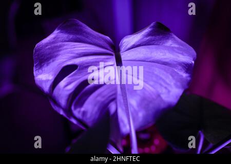 Foglia di Monstera Deliciosa di colore viola con dettagli Foto Stock