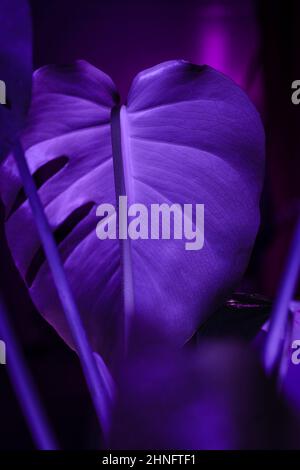 Foglia di Monstera Deliciosa di colore viola con dettagli Foto Stock