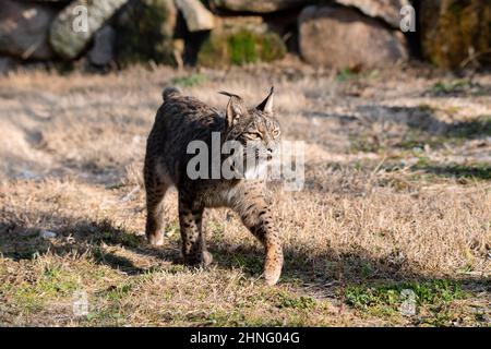 Lince iberica che cammina nel suo habitat durante il pomeriggio (Lynx pardinus) Foto Stock