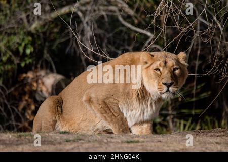 Pedalata asiatica senza leone, guardando davanti alla telecamera (Panthera leo persica) Foto Stock