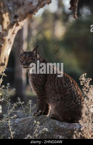 Ritratto integrale di una lince iberica seduta su una roccia (Lynx pardinus) Foto Stock