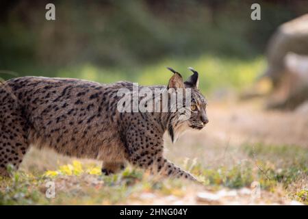 Lince iberica che cammina nel suo habitat durante il pomeriggio (Lynx pardinus) Foto Stock