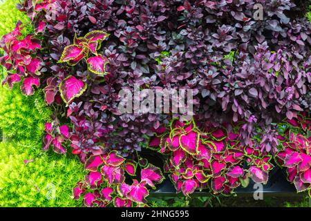 Parete da giardinaggio verticale con piante di Solenostemon variegata viola - Coleus, Alternanthera 'Little Ruby' e Sedum reflexum 'Angelina' - Stonecrop. Foto Stock