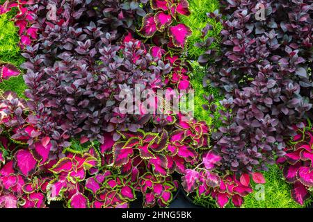 Parete da giardinaggio verticale con piante di Solenostemon variegata viola - Coleus, Alternanthera 'Little Ruby' e Sedum reflexum 'Angelina' - Stonecrop. Foto Stock