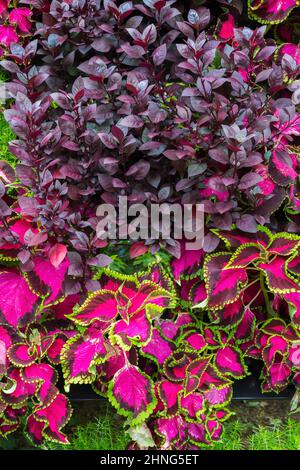 Parete da giardinaggio verticale con piante di Solenostemon variegata viola - Coleus, Alternanthera 'Little Ruby' e Sedum reflexum 'Angelina' - Stonecrop. Foto Stock