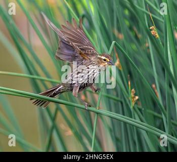 Colpo d'azione di una femmina Blackbird con alare rossa che atterra su una canna verde fresca. Foto Stock